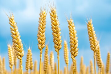 Wheat field with cumulus clouds in summer. Stock photo.