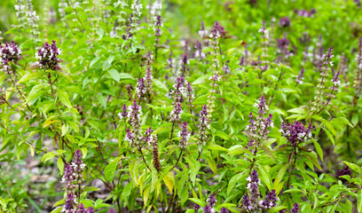 Sweet basil in vegetable garden. Fresh green leaves of herb plant