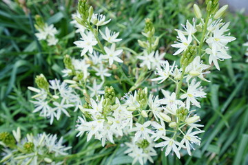 flowers in the garden