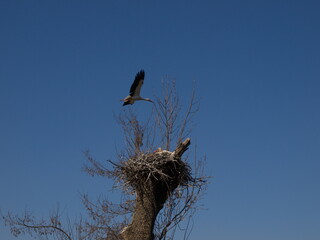 stork in the nest in spring