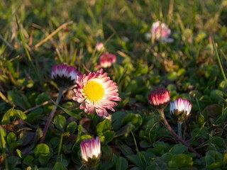 Fototapeta premium spring flowers blooming plants