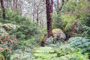 Moss-Covered Boulder Amidst Lush Fern-Filled Forest
