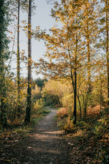 A path through a forest with trees in autumn. The leaves are yellow and brown. The path is lined with trees and the sky is clear