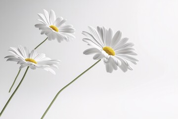 Obraz premium White Daisies on a White Background: A Minimalist Floral Still Life