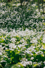 Fototapeta premium Dense white flower plants on the ground of the forest