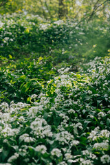 Sunlight through the trees and hitting the ground full of flowers and leaves and plants