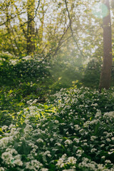 Beautiful spring sunlight shot of the forest and trees and white flowers on the ground