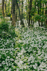 Forest full of white flowers and long slim trees