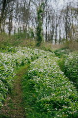 View of the forest garden and white flowers on the ground and so many trees 