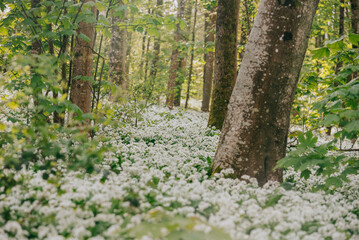 Portrait shot of the white flowers on the ground and moss on the tree in beautiful sunlight 