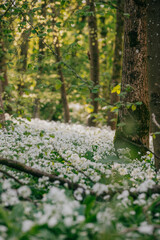 The forest full of white flowers on the ground and sunlight coming down through the trees