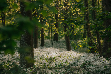 The forest full of white flowers on the ground and sunlight coming down through the trees