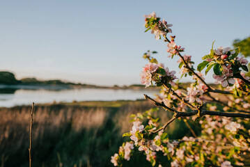 Flowers of a tree and grass and a river in the background of it