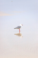 A Solitary Seagull Wades in the Shallow Waters