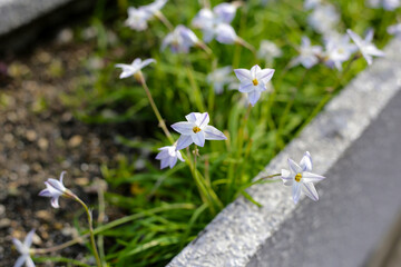 Ipheion Uniflorum or spring starflower