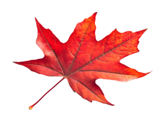 Red maple leaf on a transparent background. isolated background.