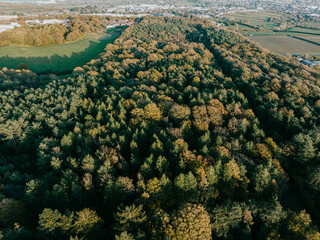 Drone view of the forest of an island