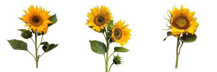 Fototapeta premium PNG set of sunflower isolate on transparent and white background
