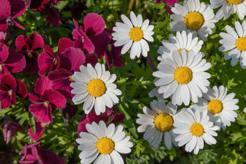 Red pansies and white chrysanthemums