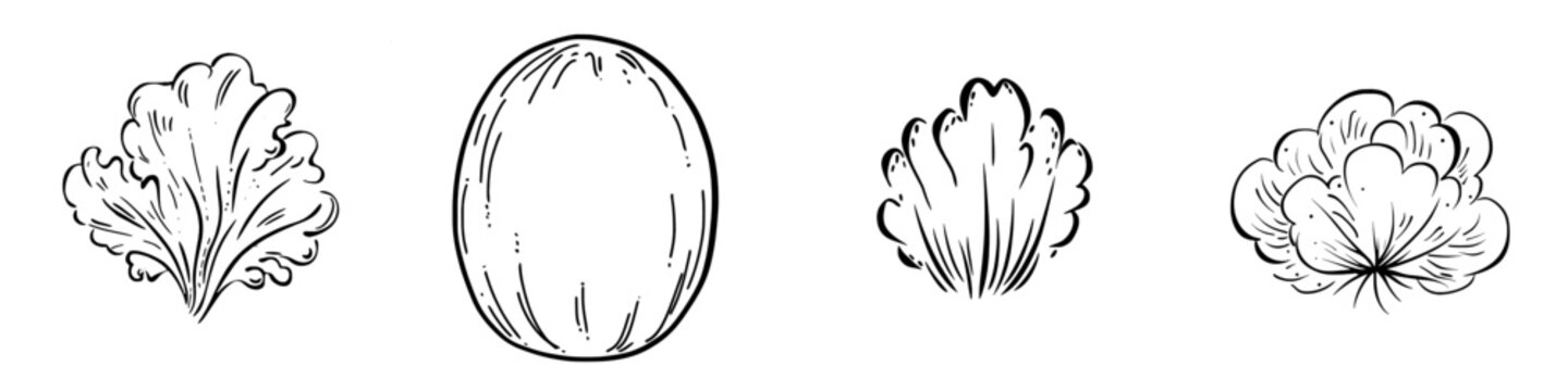 Detailed hand-drawn illustration of Chinese cabage