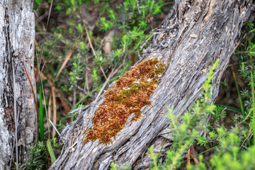 Vibrant Moss Patch on a Weathered Tree Trunk
