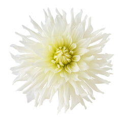 White dahlia flower isolated on white or transparent background