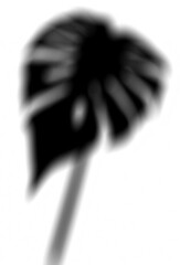 Graphic Design Asset: The shadow of a Monstera Deliciosa pot plant for use as background asset in Graphics Design. Semi transparent PNG