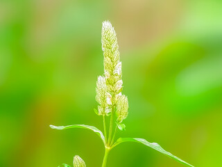 Close-up of a plant with green stems and leaves on top with long inflorescences and small buds with white tips. The background is blurred in light green. By emphasizing the tree as the center point.