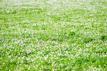 シロツメクサの花畑