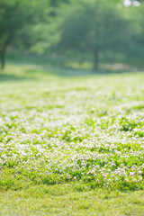 シロツメクサの花と樹々