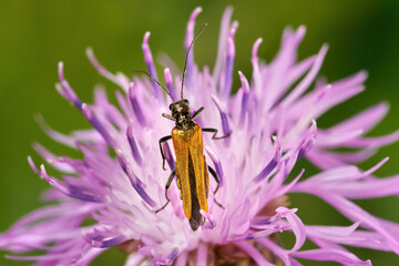 Gemeiner Scheinbockkäfer (Oedemera femorata) Weibchen auf einer lila Wiesen-Flockenblume...