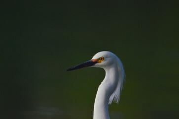 white egret (egretta thula), in Argentine Patagonia