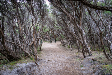 Enchanted Forest Trail with Twisted Trees, Wilson Prom, Australia