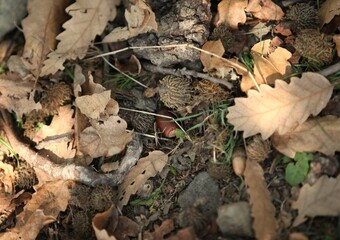 Acorn in green grass and brown acorn leaves