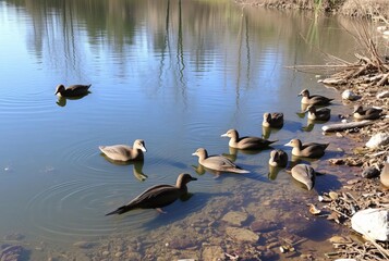 Fototapeta premium By clear pond shores aquatic and land creatures gather to celebr