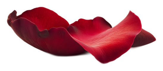 Red rose petal on a transparent background. isolated background.