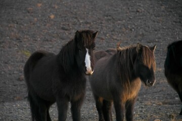 Fototapeta premium iceland_014