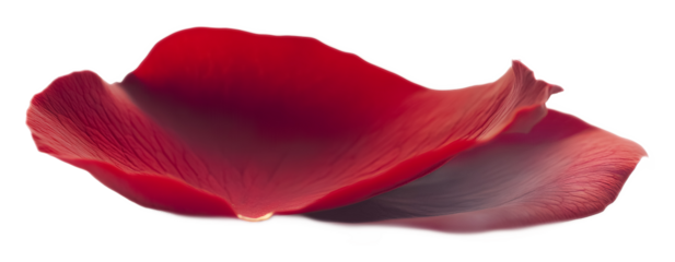 Red rose petal on a transparent background. isolated background.
