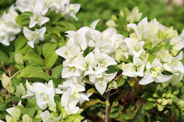 Beautiful bougainvillea flowers with green leaves