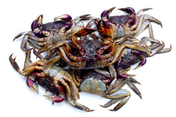 Preserved crabs for ingredient thai food