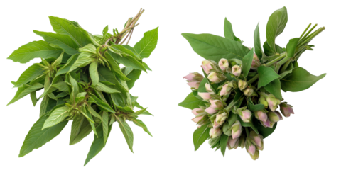PNG set of balsam isolate on transparent and white background