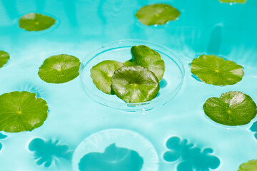 Centella asiatica in blue water