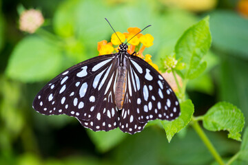 Blue tiger butterfly resting on a flower in a garden