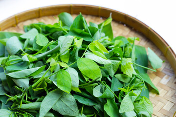 Green leaves of sauropus androgynus