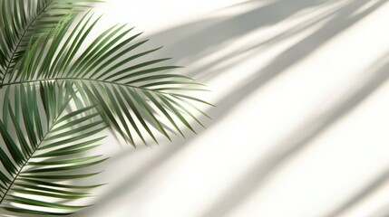 Palm Leaves and Sunlight Shadows on White Background