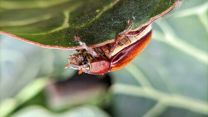 Close up and macro photo of the insect Serica brunnea or Hilyotrogus bicoloreus. Selective focus