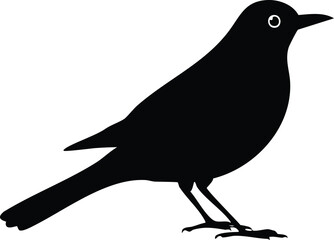 crow on a white background