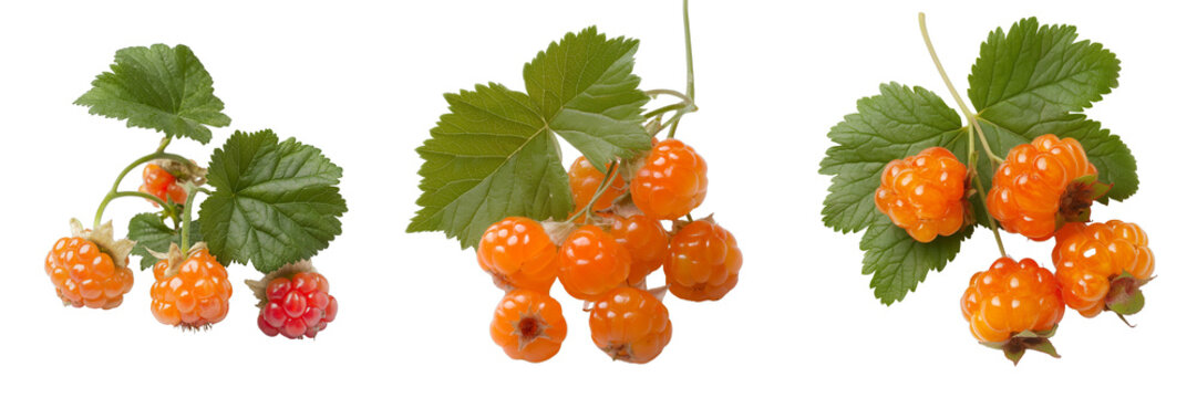 PNG set of cloudberry isolate on transparent and white background