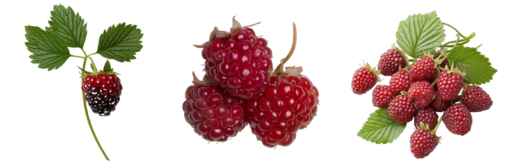 PNG set of dewberry isolate on transparent and white background