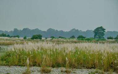 Autumn Landscape depicting fields of seasonal flowering of Kaash flowers 